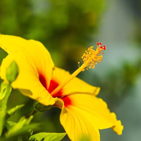 Costa Adeje Garden 3* Πλάγια ντε λας Αμέρικας